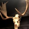 Impressive pair of antlers of a Canadian moose