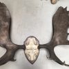 Impressive pair of antlers of a Canadian moose