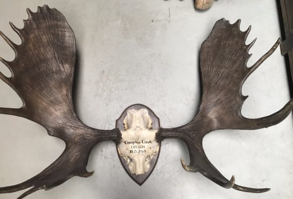 Impressive pair of antlers of a Canadian moose