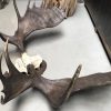 Impressive pair of antlers of a Canadian moose