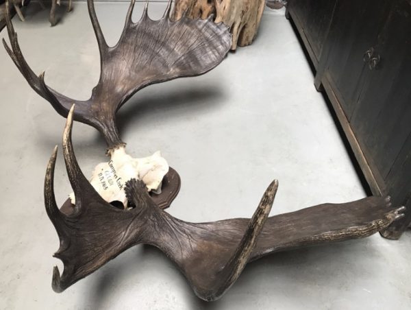 Impressive pair of antlers of a Canadian moose