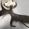 Impressive pair of antlers of a Canadian moose