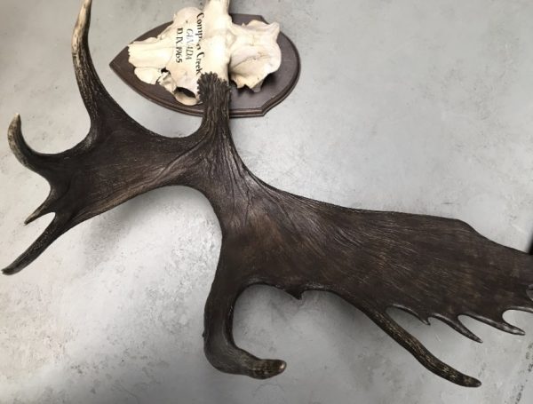 Impressive pair of antlers of a Canadian moose