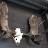 Impressive pair of antlers of a Canadian moose