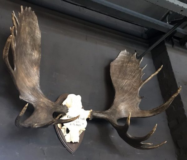 Impressive pair of antlers of a Canadian moose