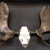 Antique skull of a forest buffalo