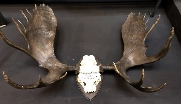 Impressive pair of antlers of a Canadian moose