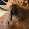 Impressive stuffed head of a Canadian moose