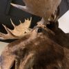 Impressive stuffed head of a Canadian moose