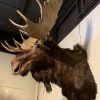 Impressive stuffed head of a Canadian moose