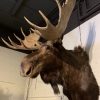 Impressive stuffed head of a Canadian moose