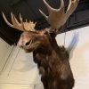 Impressive stuffed head of a Canadian moose