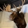 Impressive stuffed head of a Canadian moose