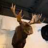 Impressive stuffed head of a Canadian moose