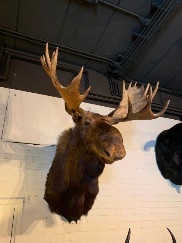 Impressive stuffed head of a Canadian moose