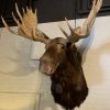 Impressive stuffed head of a Canadian moose