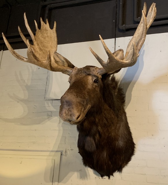 Impressive stuffed head of a Canadian moose