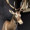 Impressively big head of a red stag