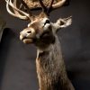 Beautiful hunting trophy of a whitetail deer.