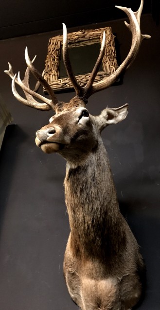 Impressively big head of a red stag