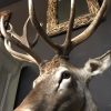 Impressively big head of a red stag