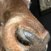 Impressively big head of a red stag