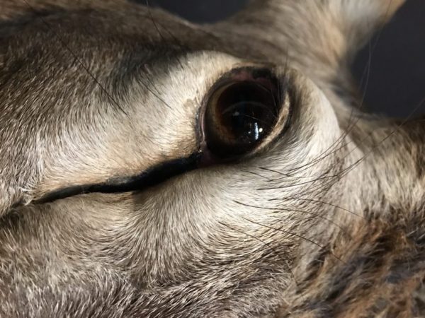 Impressively big head of a red stag