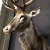 Impressively big head of a red stag