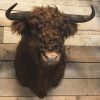 Impressively taxidermy head of a Scottish Highlander bull.