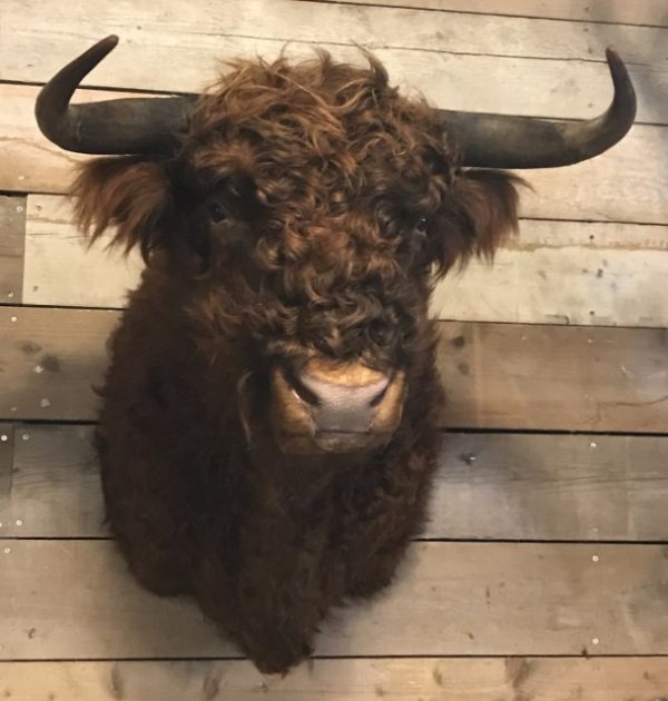 Impressively taxidermy head of a Scottish Highlander bull.