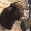 Impressively taxidermy head of a Scottish Highlander bull.