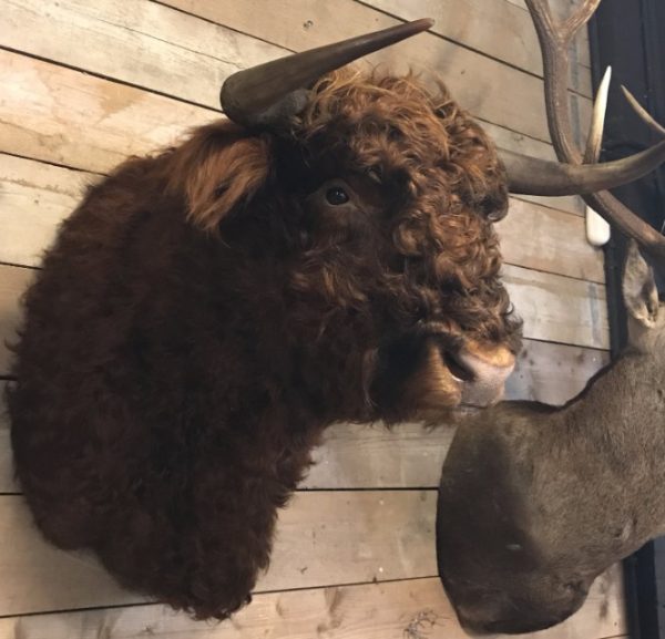 Impressively taxidermy head of a Scottish Highlander bull.