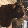 Impressively taxidermy head of a Scottish Highlander bull.