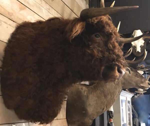 Impressively taxidermy head of a Scottish Highlander bull.