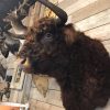 Impressively taxidermy head of a Scottish Highlander bull.