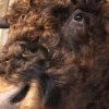 Impressively taxidermy head of a Scottish Highlander bull.