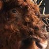 Impressively taxidermy head of a Scottish Highlander bull.