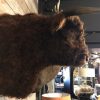 Impressively taxidermy head of a Scottish Highlander bull.