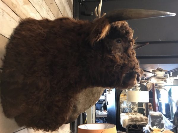 Impressively taxidermy head of a Scottish Highlander bull.