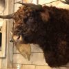 Impressively taxidermy head of a Scottish Highlander bull.