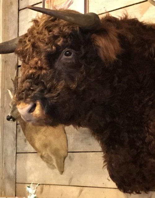 Impressively taxidermy head of a Scottish Highlander bull.
