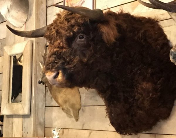 Impressively taxidermy head of a Scottish Highlander bull.