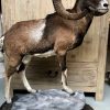 Impressively taxidermy moeflon ram