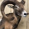 Impressively taxidermy moeflon ram