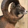 Impressively taxidermy moeflon ram