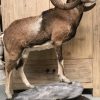 Impressively taxidermy moeflon ram