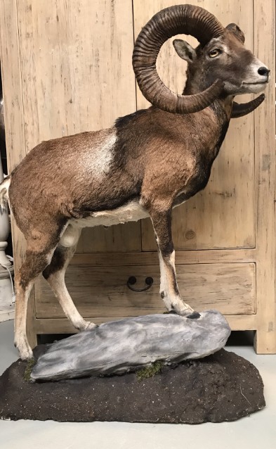 Impressively taxidermy moeflon ram