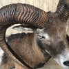 Impressively taxidermy moeflon ram