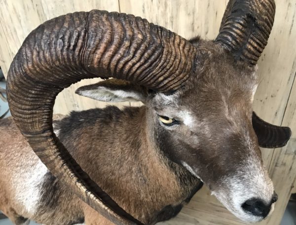 Impressively taxidermy moeflon ram