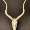 Grote schedel van een elandantilope